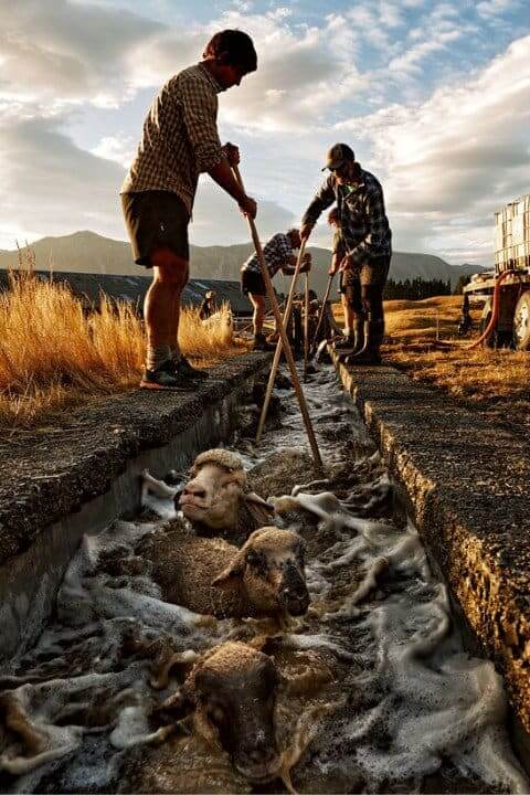 Sheep Dipping at Mesopotamia, a high country sheep farm, New Zealand